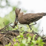 Queen Elizabeth National Park